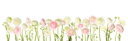Beautiful ranunculus flowers on white backgroundの写真素材