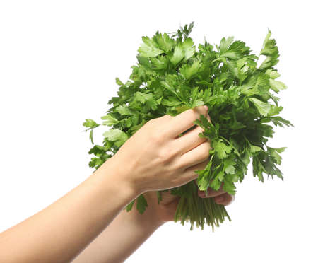 Hands with fresh parsley on white backgroundの写真素材