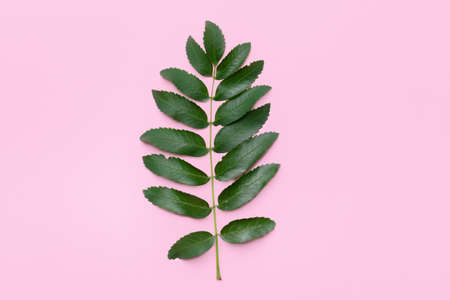 Green rowan branch on color backgroundの写真素材