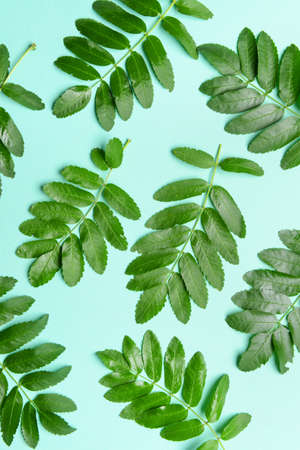 Green rowan branches on color backgroundの写真素材