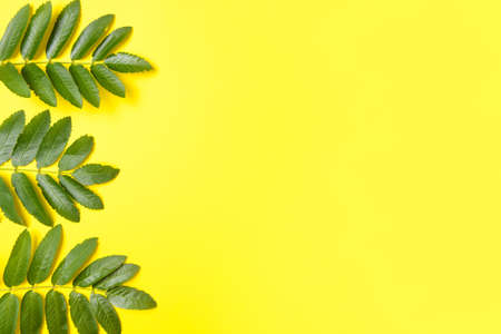 Green rowan leaves on color backgroundの写真素材