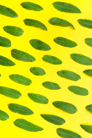 Green rowan leaves on color backgroundの写真素材