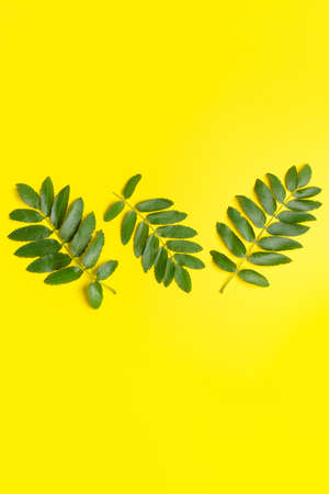 Green rowan leaves on color backgroundの写真素材