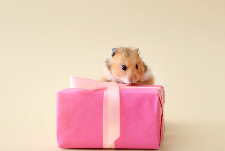 Funny hamster with gift box on light backgroundの写真素材