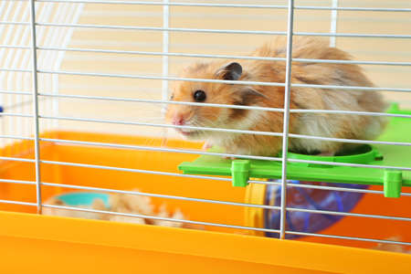 Funny hamster in cage on light backgroundの写真素材