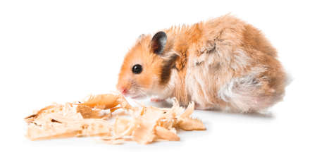 Funny hamster with wood shavings on white backgroundの写真素材