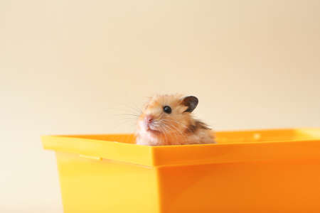 Funny hamster in box on light backgroundの写真素材