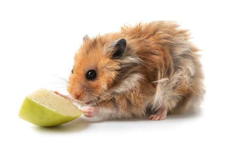 Funny hamster with fruit on white backgroundの写真素材