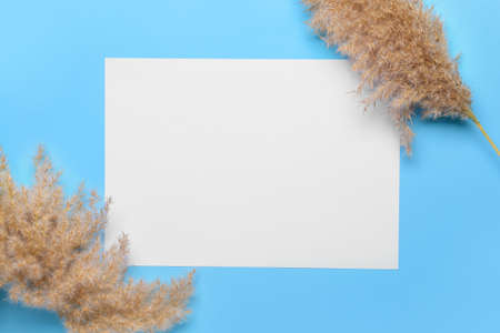 Blank paper sheet and pampas grass on color backgroundの写真素材