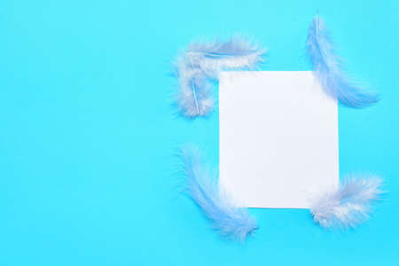 Blank paper sheet and feathers on color backgroundの写真素材