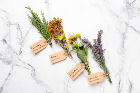 Composition with different herbs on light backgroundの写真素材