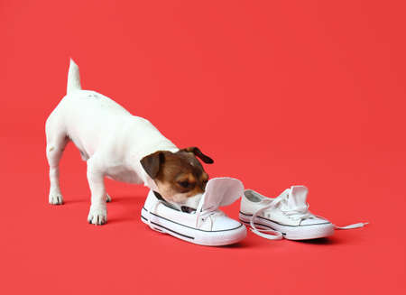 Funny naughty dog playing with shoes on color backgroundの写真素材