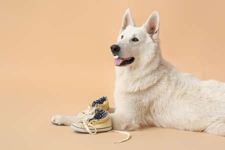 Funny naughty dog with shoes on color backgroundの写真素材