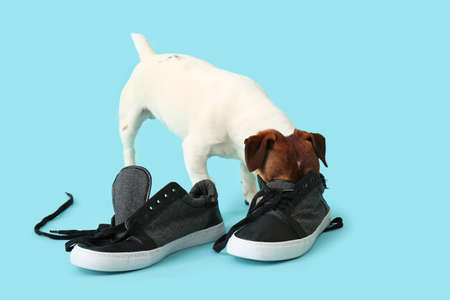 Funny naughty dog playing with shoes on color backgroundの写真素材