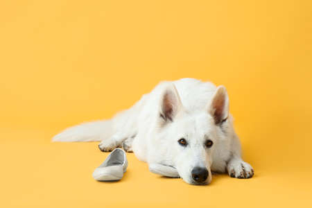 Funny naughty dog playing with shoes on color backgroundの写真素材