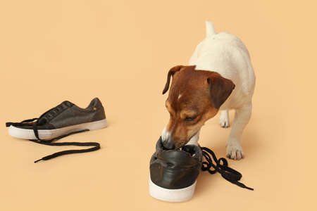 Funny naughty dog playing with shoes on color background