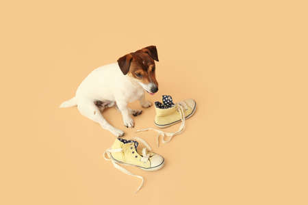 Funny naughty dog with shoes on color backgroundの写真素材