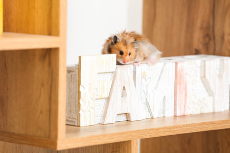 Curious funny hamster on shelfの写真素材