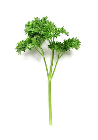 Fresh parsley on white backgroundの写真素材