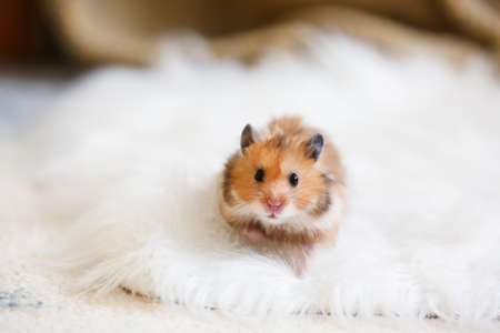 Curious funny hamster at homeの写真素材