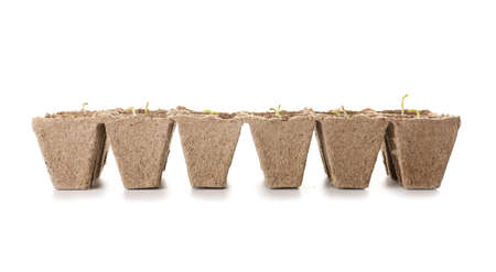 Peat pots with soil and green seedling on white backgroundの写真素材