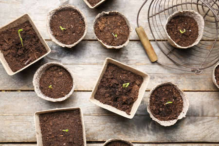 Plants seedlings in peat pots on wooden background