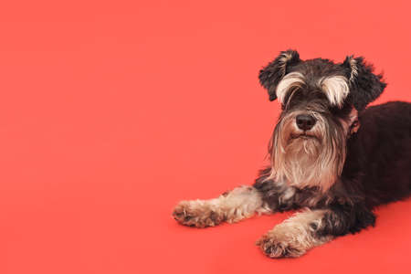 Cute dog on color backgroundの写真素材