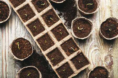 Plants seedlings in peat pots on wooden background