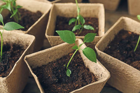Plants seedlings in peat pots on tableの写真素材