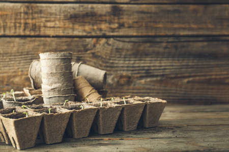 Plants seedlings in peat pots kit on wooden tableの写真素材