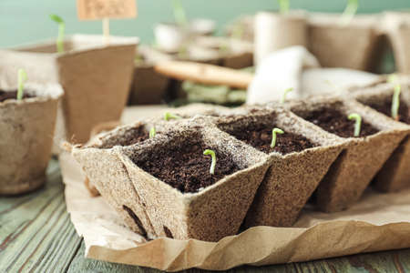 Peas seedlings in peat pots kit on wooden tableの写真素材