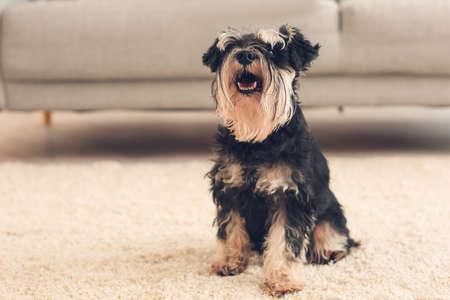 Cute funny dog at homeの写真素材