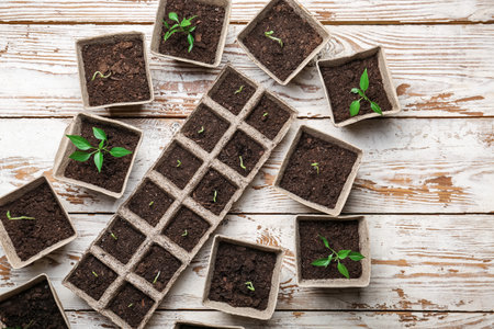 Plants seedlings in peat pots on wooden backgroundの写真素材