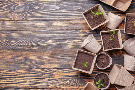 Plants seedlings in peat pots on wooden backgroundの写真素材