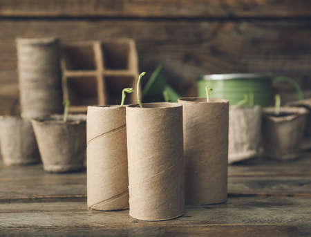 Plants seedlings in peat pots on wooden tableの写真素材