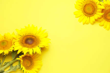 Beautiful sunflowers on color backgroundの写真素材