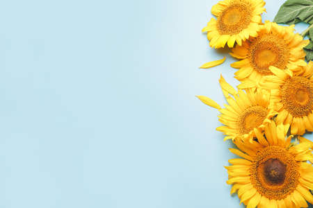 Beautiful sunflowers on color backgroundの写真素材