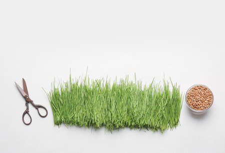 Fresh wheatgrass, seeds in bowl and scissors on white backgroundの写真素材
