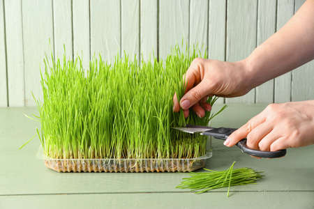 Woman cutting wheatgrass on wooden backgroundの写真素材