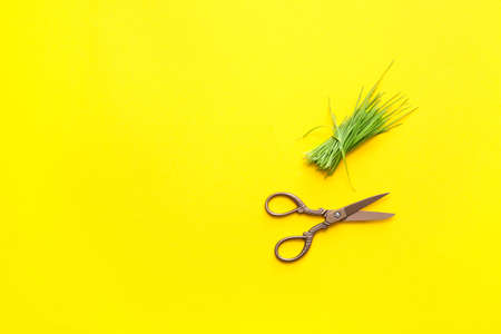 Fresh wheatgrass and scissors on color backgroundの写真素材