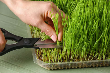 Woman cutting wheatgrass on wooden backgroundの写真素材