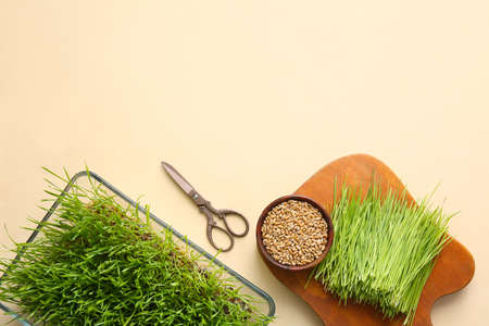 Fresh wheatgrass, seeds in bowls and scissors on color backgroundの写真素材
