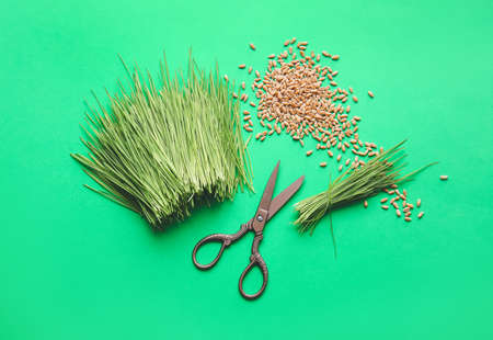 Fresh wheatgrass, seeds and scissors on color backgroundの写真素材