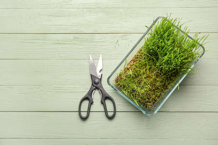 Fresh wheatgrass in bowl and scissors on wooden backgroundの写真素材