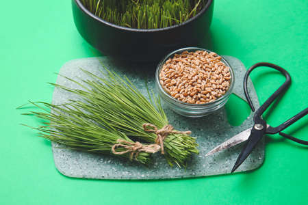 Fresh wheatgrass, seeds in bowl and scissors on color backgroundの写真素材