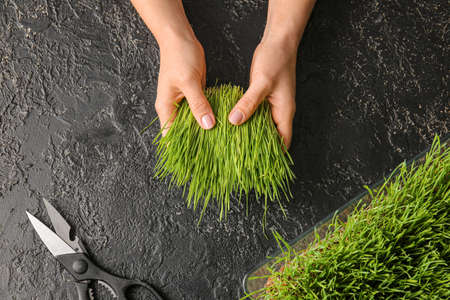 Female hands with fresh wheatgrass and scissors on dark background