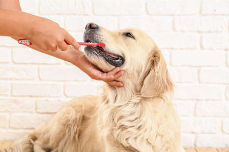 Owner brushing teeth of cute dog at homeの写真素材