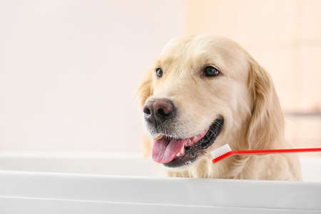 Owner brushing teeth of cute dog in bathroomの写真素材