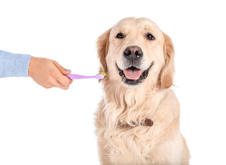 Owner brushing teeth of cute dog on white backgroundの写真素材