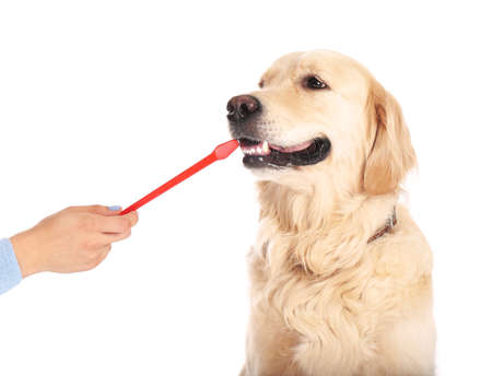 Owner brushing teeth of cute dog on white backgroundの写真素材